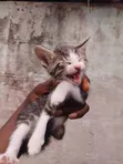 Male Mixed Breed American Shorthair Kitten, 1-3 Months - 1