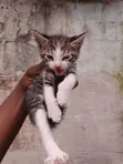 Male Mixed Breed American Shorthair Kitten, 1-3 Months - 2