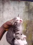 Male Mixed Breed American Shorthair Kitten, 1-3 Months - 3