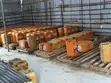 Original Benin Palm Oil - Homeview - 1