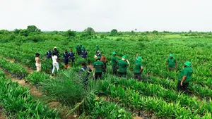 Filin Noma na Dabino don Zuba Jari da Damar Samun Kayan Girbi - Abeokuta