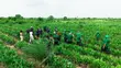 Filin Noma na Dabino don Zuba Jari da Damar Samun Kayan Girbi - Abeokuta - 1