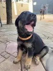 Female German Shepherd Mix Puppy (0-1 Month) - 1