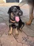 Female German Shepherd Mix Puppy (0-1 Month) - 2