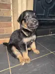 Female German Shepherd Mix Puppy (0-1 Month) - 3