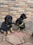 Female German Shepherd Mix Puppy (0-1 Month) - 4