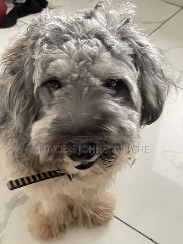 Lhasa Apso Namiji Mai Shekara 1+ - 1