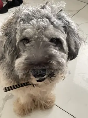 Lhasa Apso Namiji Mai Shekara 1+