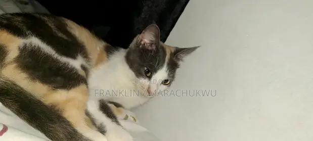 Female American Shorthair Mix Cat, 1+ Year Old - 1