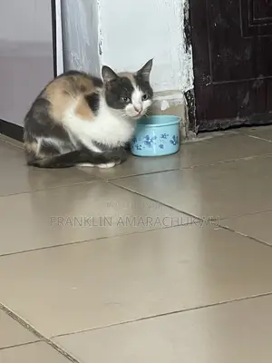 Female American Shorthair Mix Cat, 1+ Year Old