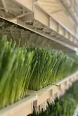 Hydroponic Fodder System Zane da Shigarwa - 1