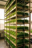 Hydroponic Fodder System Zane da Shigarwa - 2