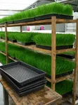 Hydroponic Fodder System Zane da Shigarwa - 4