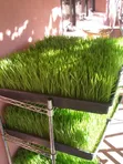 Hydroponic Fodder System Zane da Shigarwa - 5