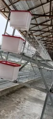 Galvanized Layer Cages - 96 Birds Capacity - 2