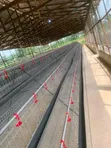 Galvanized Layer Cages - 96 Birds Capacity - 3