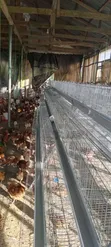 Galvanized Layer Cages - 96 Birds Capacity - 5