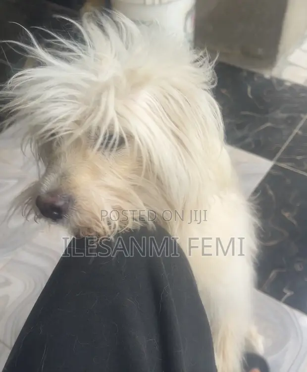 Purebred Lhasa Apso Male, 1+ Year - 1