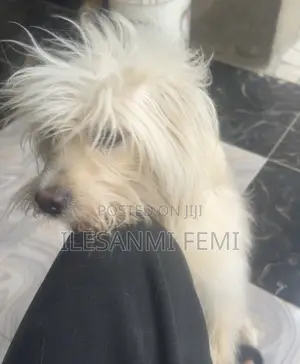Lhasa Apso Namiji Mai Tsarki, Shekara 1+