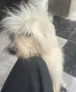 Purebred Lhasa Apso Male, 1+ Year - 1