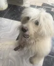Purebred Lhasa Apso Male, 1+ Year - 2