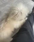 Purebred Lhasa Apso Male, 1+ Year - 3