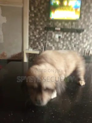 Purebred Lhasa Apso Puppy - 1-3 Months Old