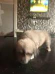 Purebred Lhasa Apso Puppy - 1-3 Months Old - 1
