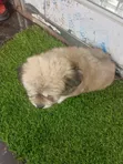 Purebred Lhasa Apso Puppy - 1-3 Months Old - 2