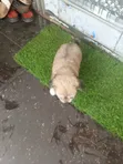 Purebred Lhasa Apso Puppy - 1-3 Months Old - 3