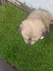 Purebred Lhasa Apso Puppy - 1-3 Months Old - 4