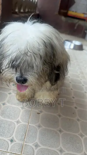 Female Purebred Lhasa Apso, 5 Months Old