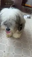 Female Purebred Lhasa Apso, 5 Months Old - 1