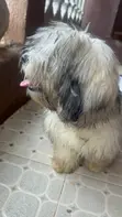 Female Purebred Lhasa Apso, 5 Months Old - 2