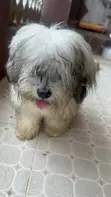 Female Purebred Lhasa Apso, 5 Months Old - 3