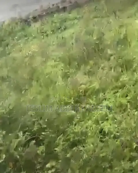 Filin Kasuwa a Iledu, Araromi-Ale - 1