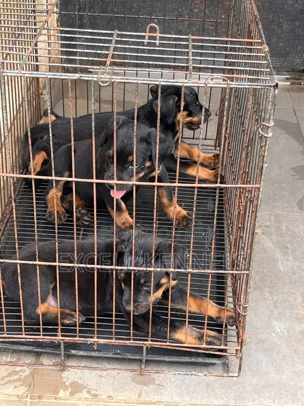 Purebred Rottweiler Puppy (Female, 1-3 Months) - 1