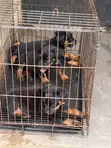 Purebred Rottweiler Puppy (Female, 1-3 Months) - 1