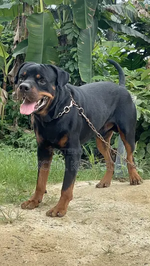 Rottweiler Yar'Kura Mai Tsarki (Mace, Watan 1-3)