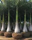 Landscaping Design & Garden Services - 3