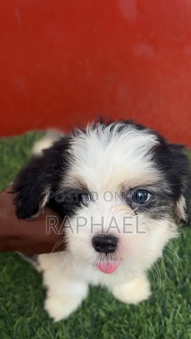 Zakin Shih Tzu Mai Tsarki - Namiji Mai Wata 1-3 - 1