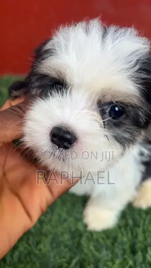 Zakin Shih Tzu Mai Tsarki - Namiji Mai Wata 1-3