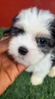 Zakin Shih Tzu Mai Tsarki - Namiji Mai Wata 1-3 - 2