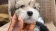 Zakin Shih Tzu Mai Tsarki - Namiji Mai Wata 1-3 - 3