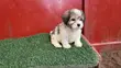 Zakin Shih Tzu Mai Tsarki - Namiji Mai Wata 1-3 - 4