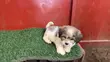 Zakin Shih Tzu Mai Tsarki - Namiji Mai Wata 1-3 - 5