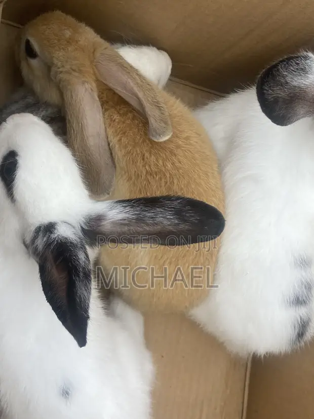 Rabbit for Sale - 1