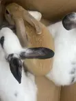 Rabbit for Sale - 1