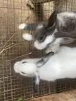 Rabbit for Sale - 2