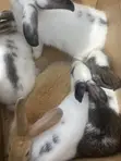 Rabbit for Sale - 3